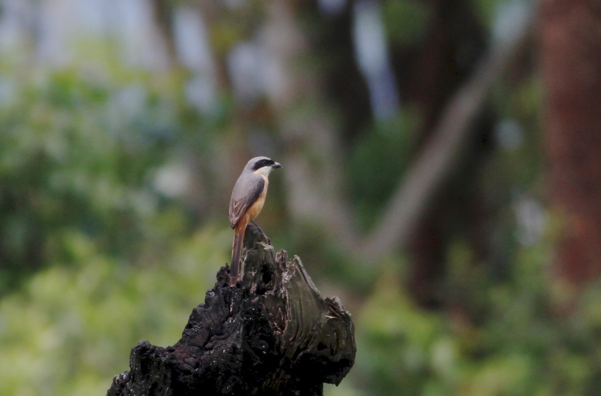 Gray-backed Shrike - ML604673851