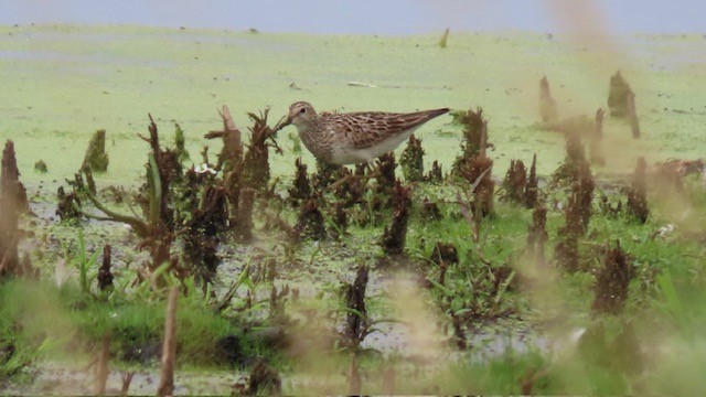 Pectoral Sandpiper - ML604674551