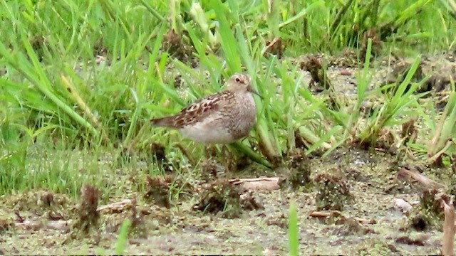 Bécasseau à poitrine cendrée - ML604674561