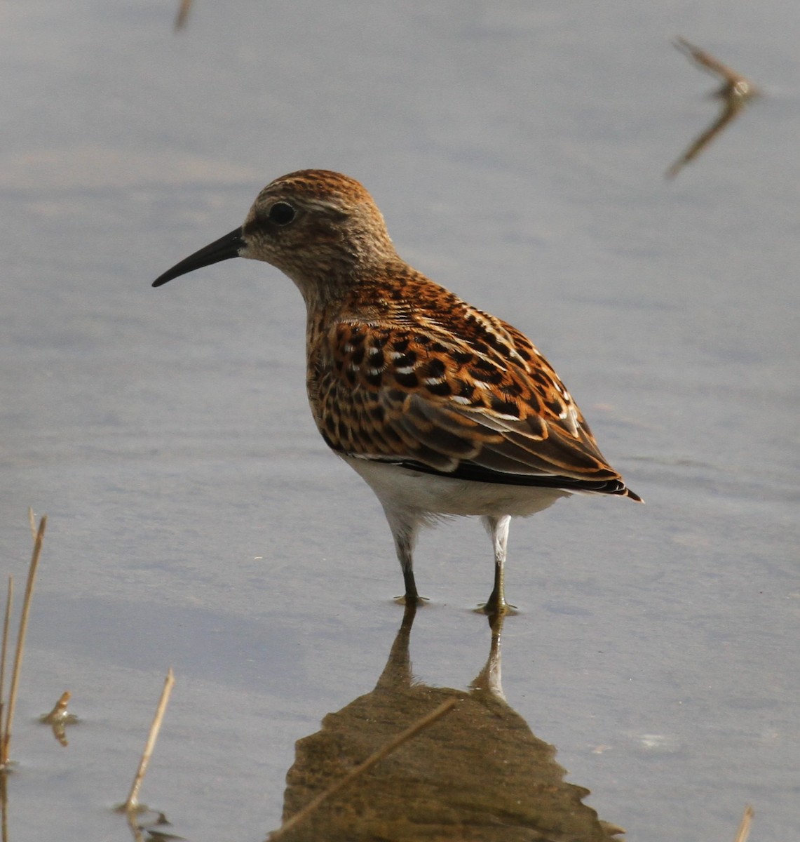 Least Sandpiper - ML604674701