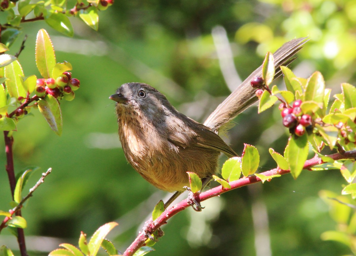 Wrentit - ML604675091