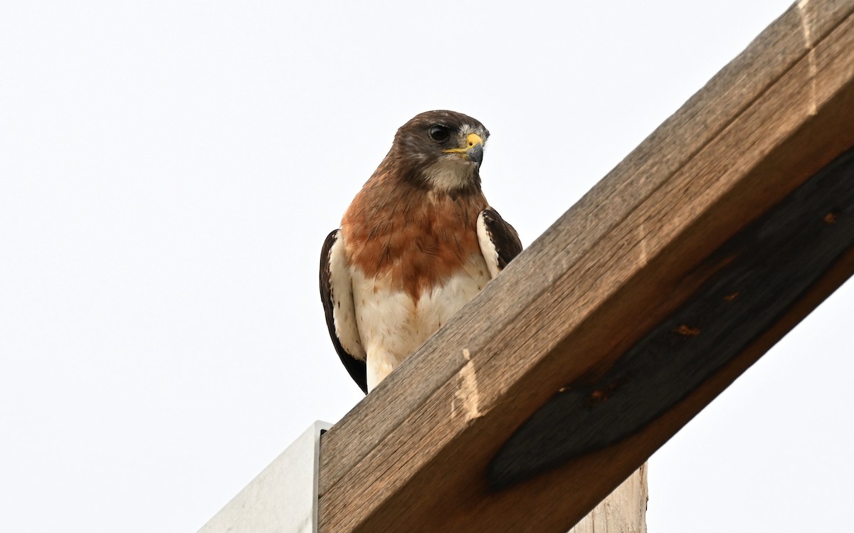 Swainson's Hawk - ML604675131