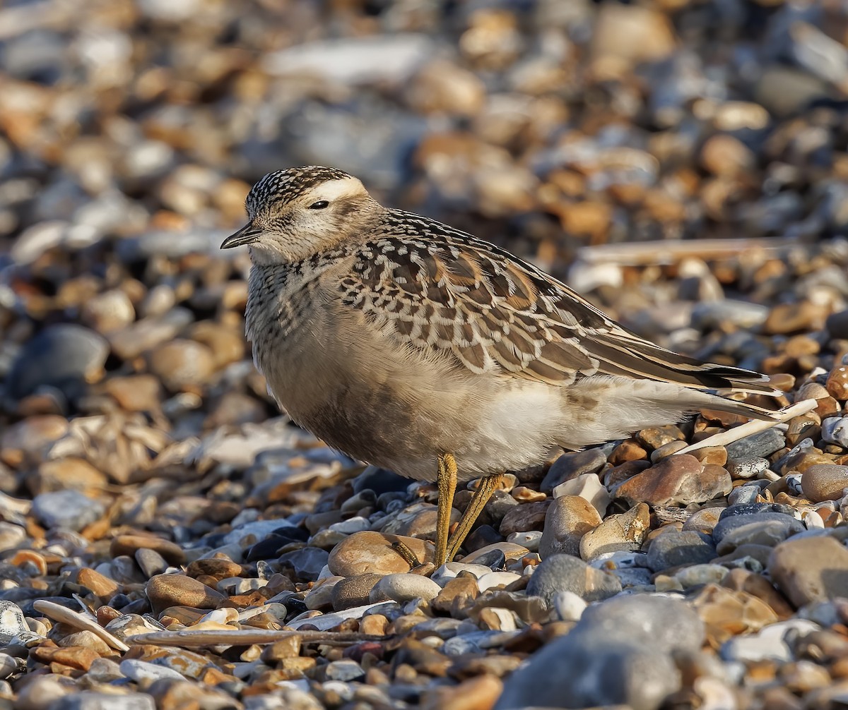 Eurasian Dotterel - ML604675401