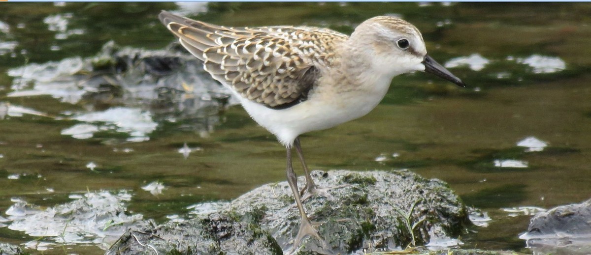 Semipalmated Sandpiper - shawn richmond