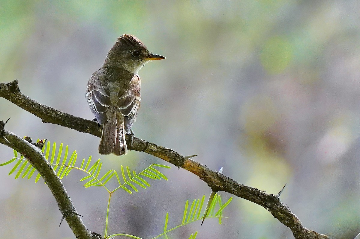 Willow Flycatcher - ML604676601