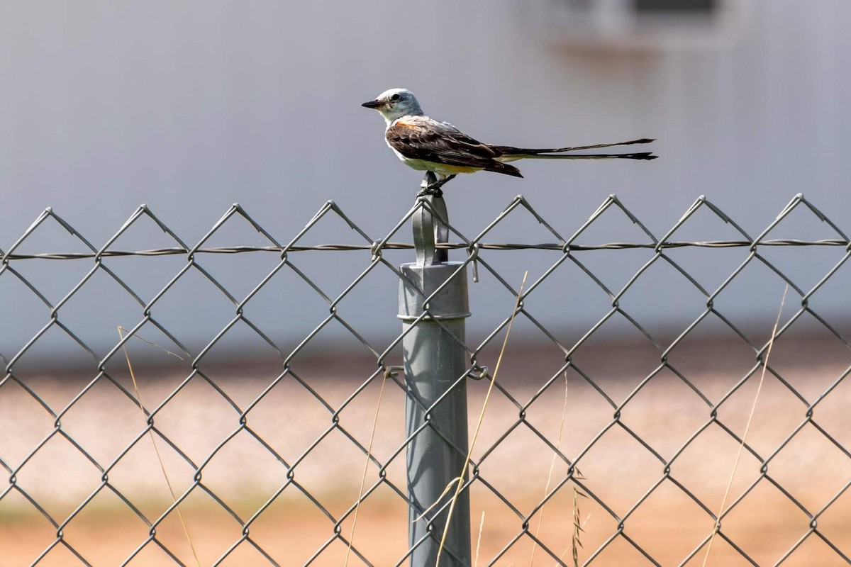 Scissor-tailed Flycatcher - ML604677271