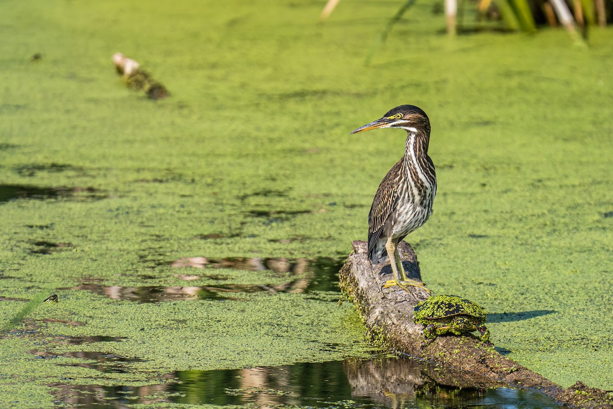 Green Heron - ML604677281