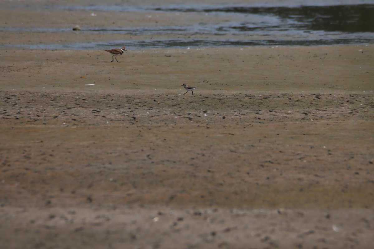 Spotted Sandpiper - ML604679371