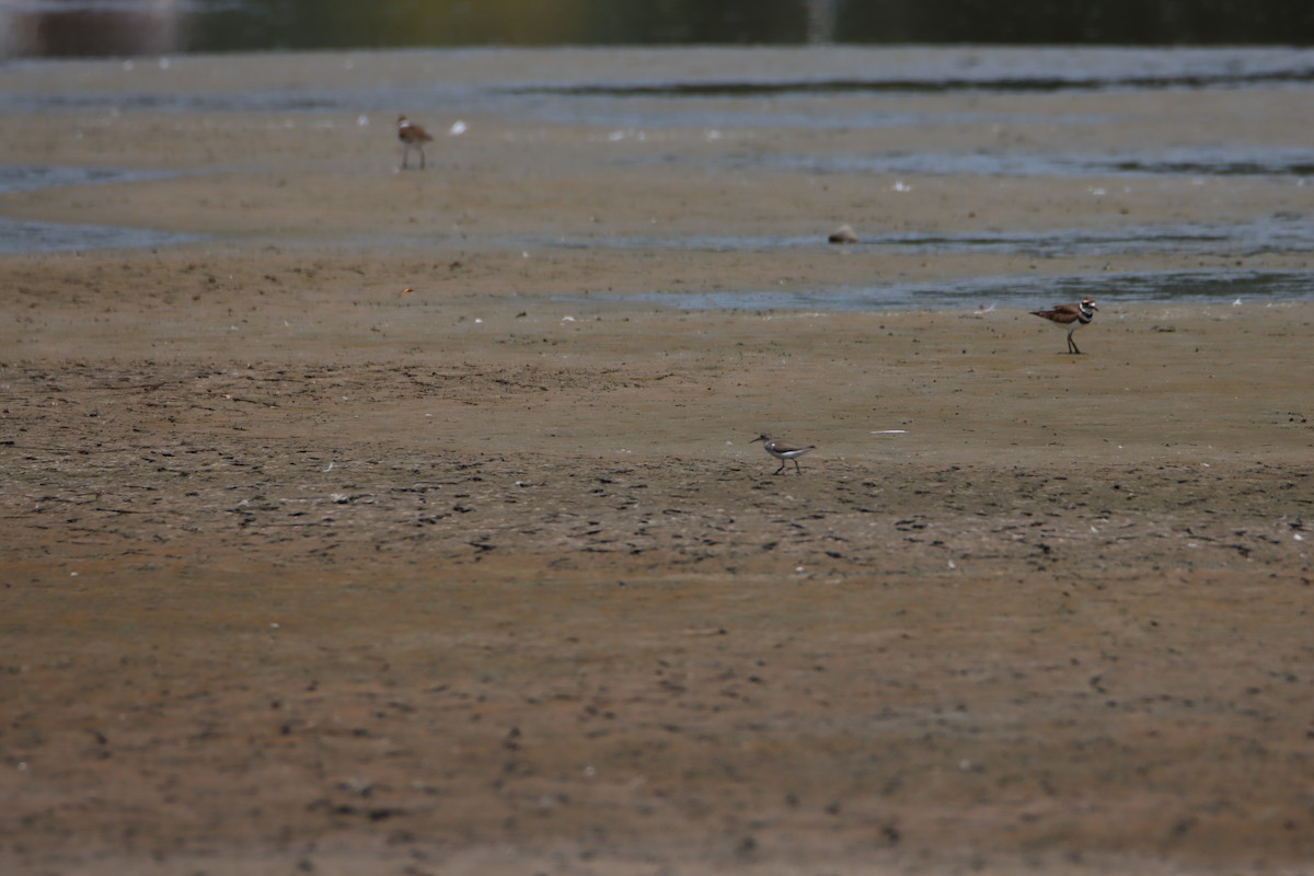 Spotted Sandpiper - ML604679381