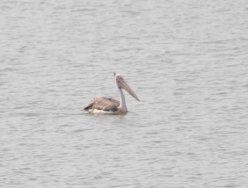 Spot-billed Pelican - ML604679701