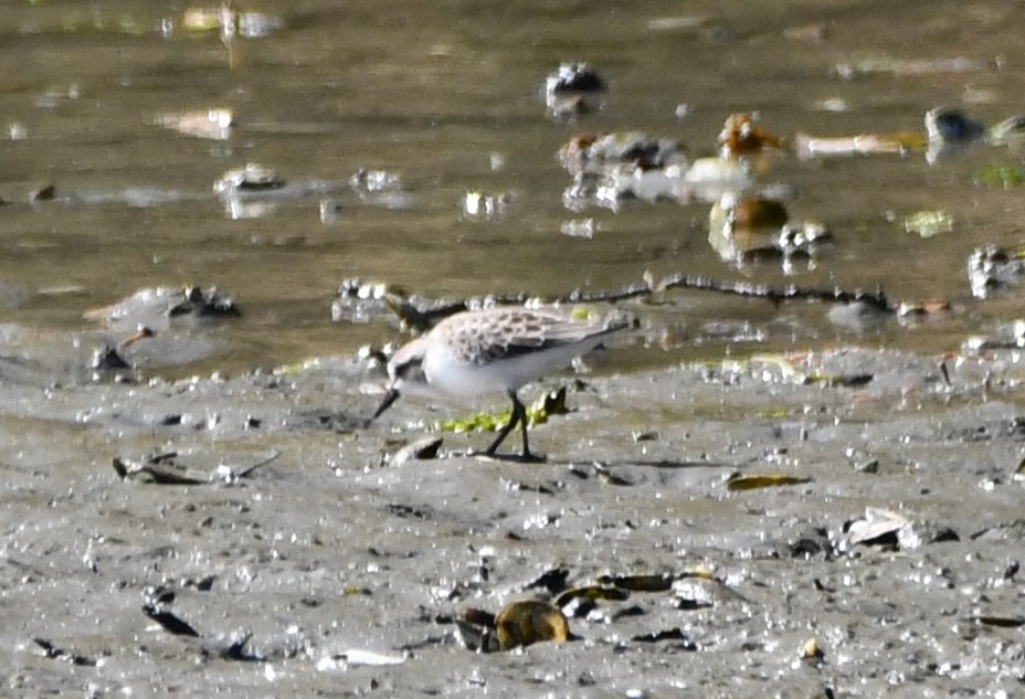 Semipalmated Sandpiper - Andrew Jacobs