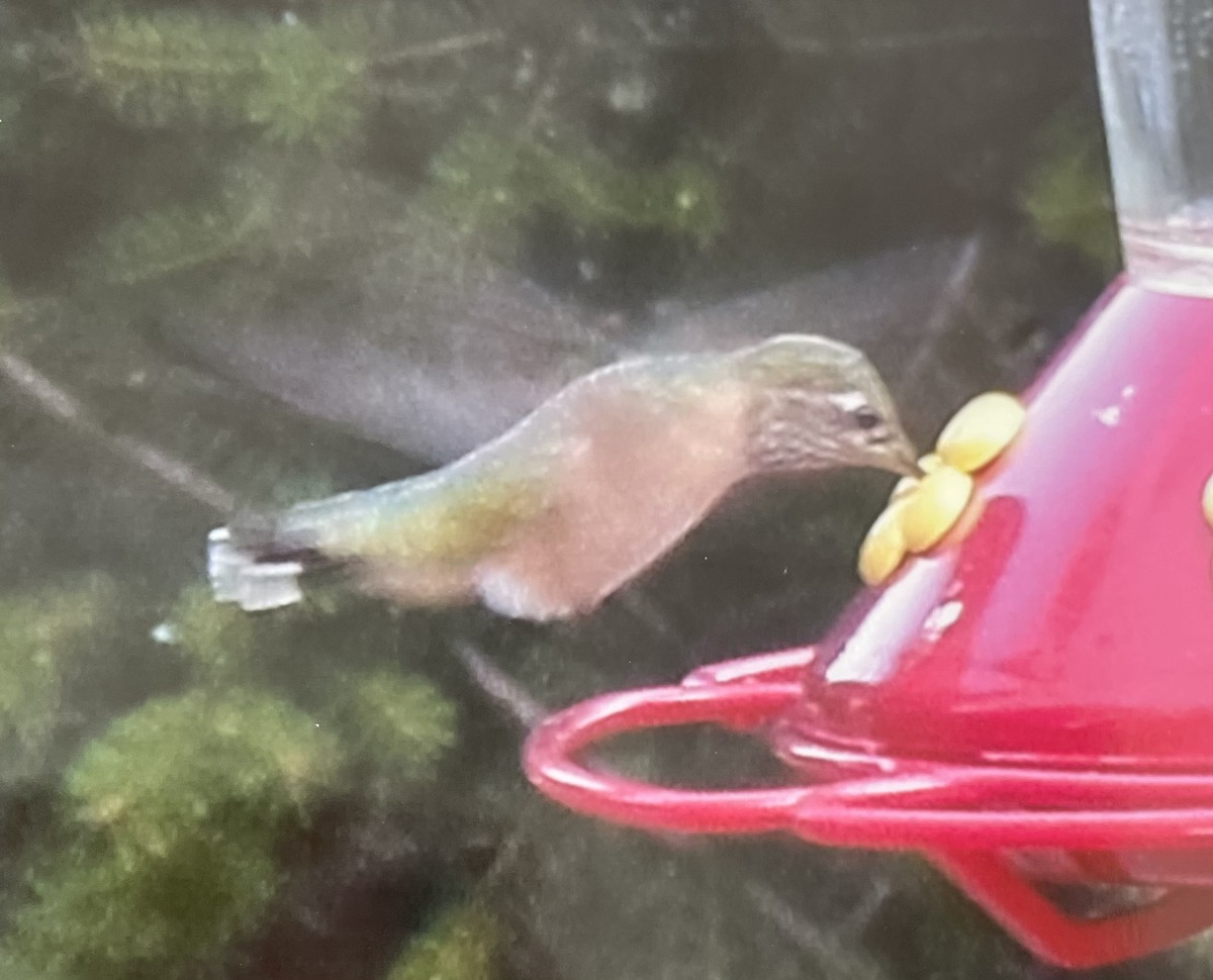 Calliope Hummingbird - ML604680021