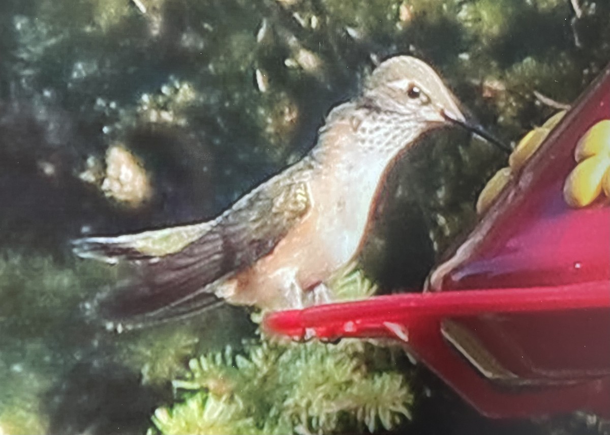 Calliope Hummingbird - ML604680031