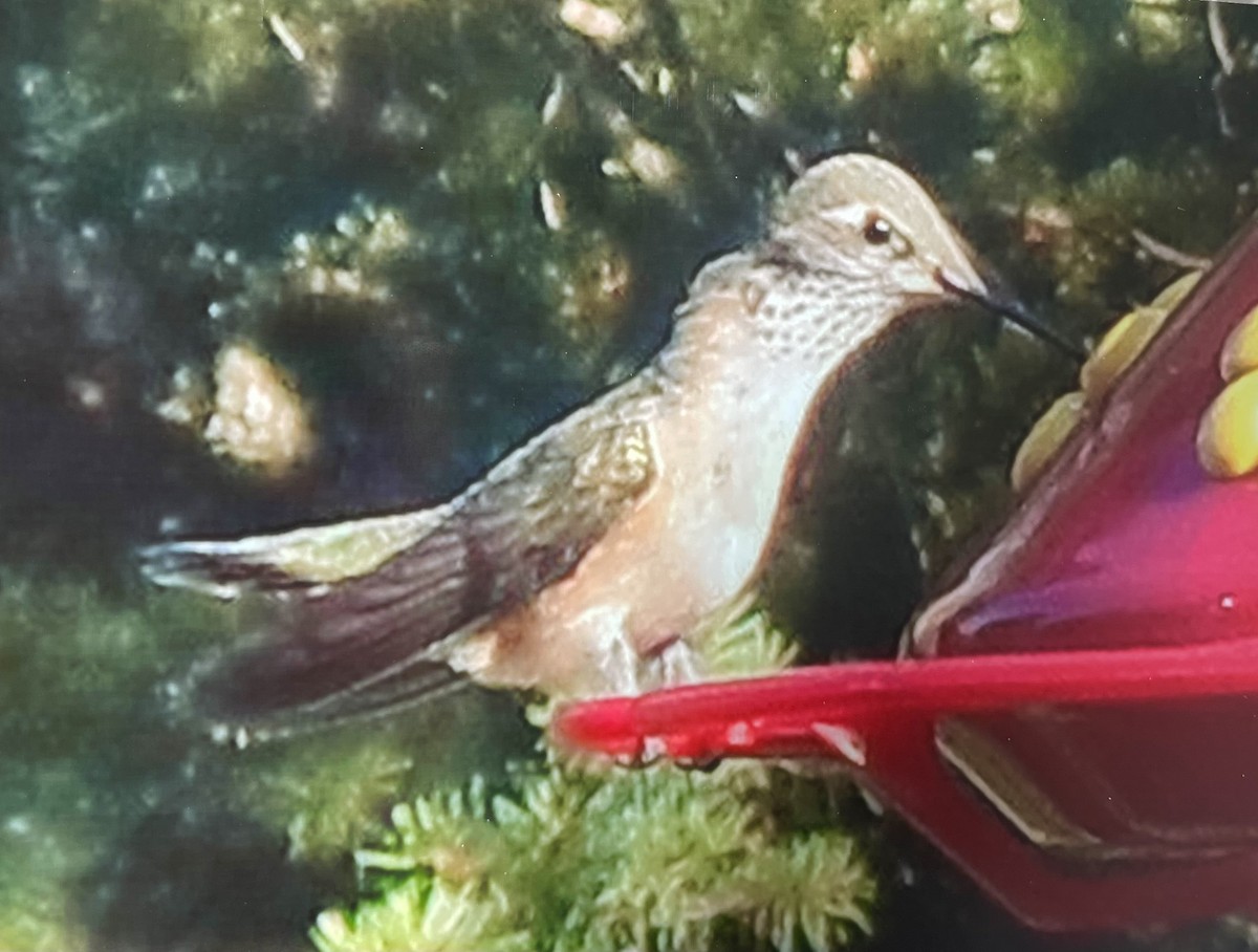 Colibrí Calíope - ML604680051