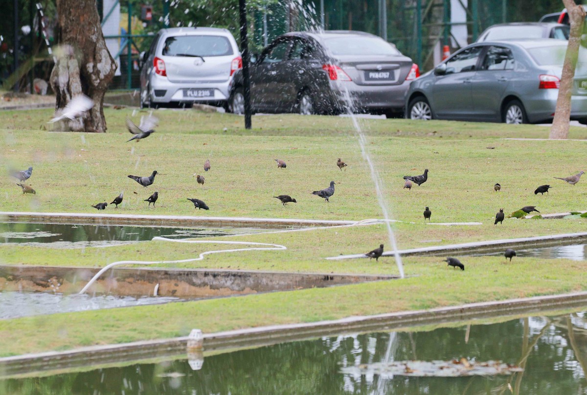 Spotted Dove - Neoh Hor Kee