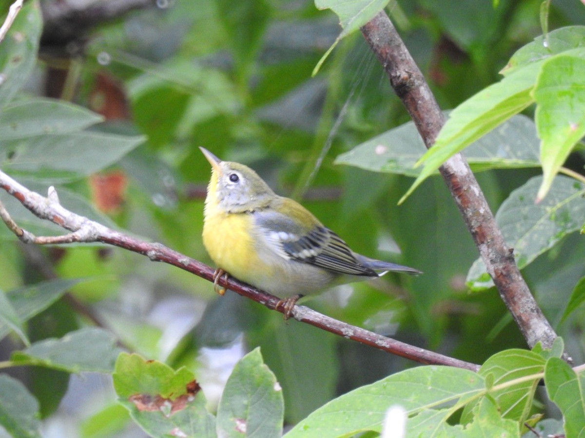 Northern Parula - Fred MacKenzie