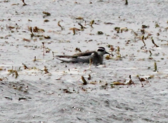 Red-necked Phalarope - ML604681761