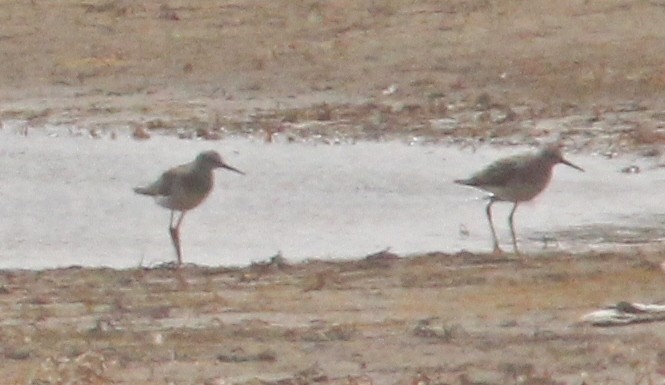 Lesser Yellowlegs - ML604682971