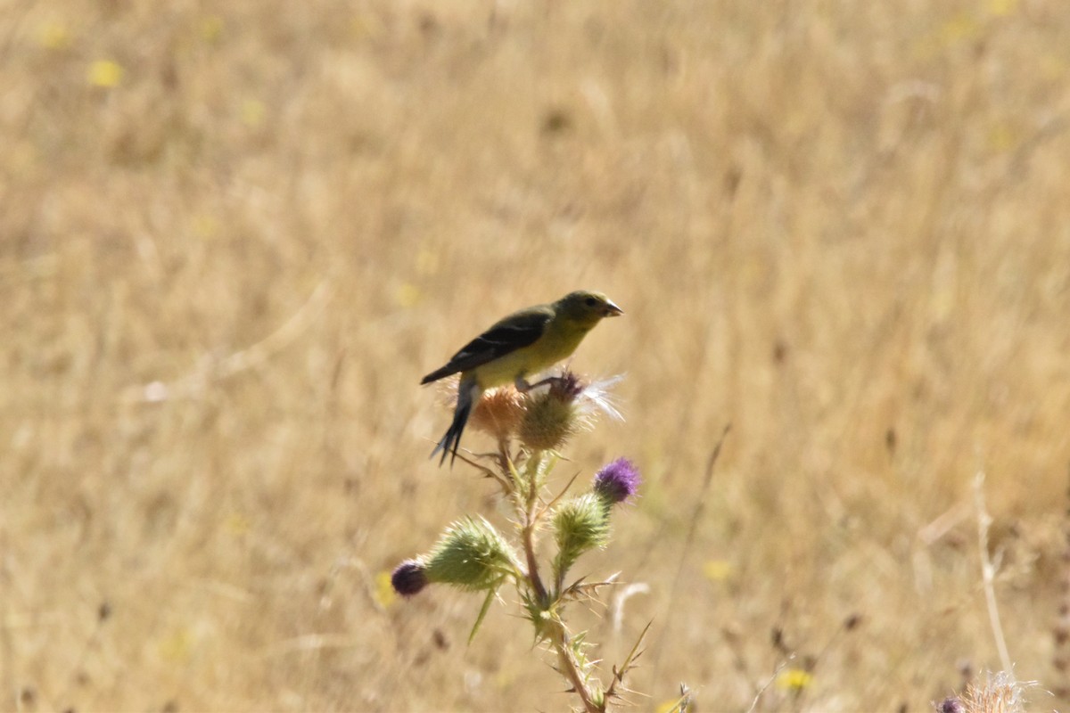 American Goldfinch - ML604683441