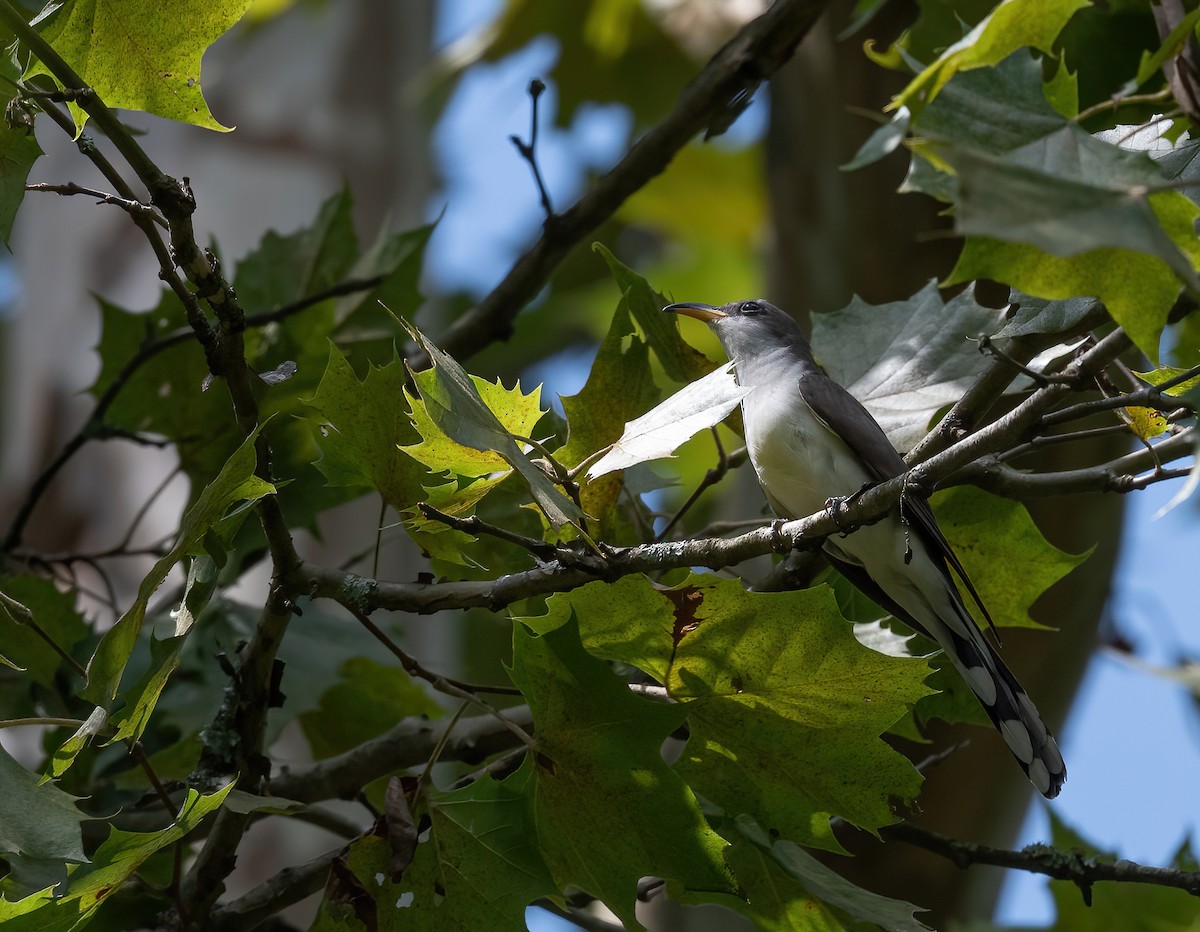 Yellow-billed Cuckoo - ML604684561