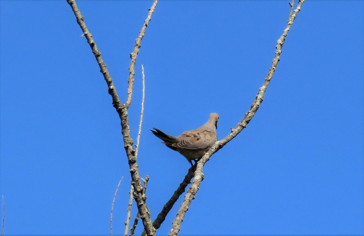 Mourning Dove - ML604684811