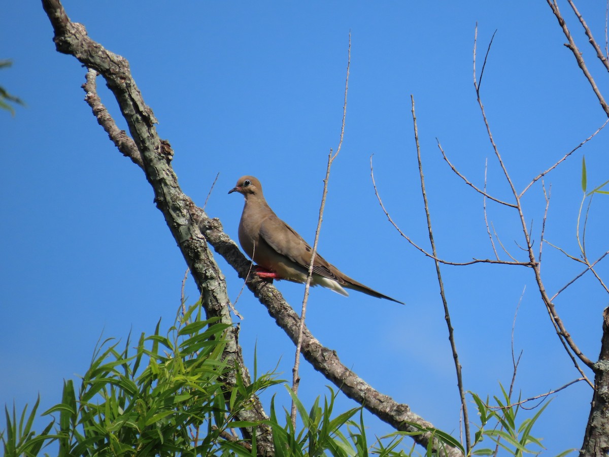 Mourning Dove - ML604684821
