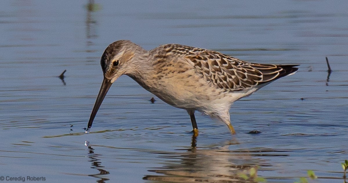 Stilt Sandpiper - ML604685171