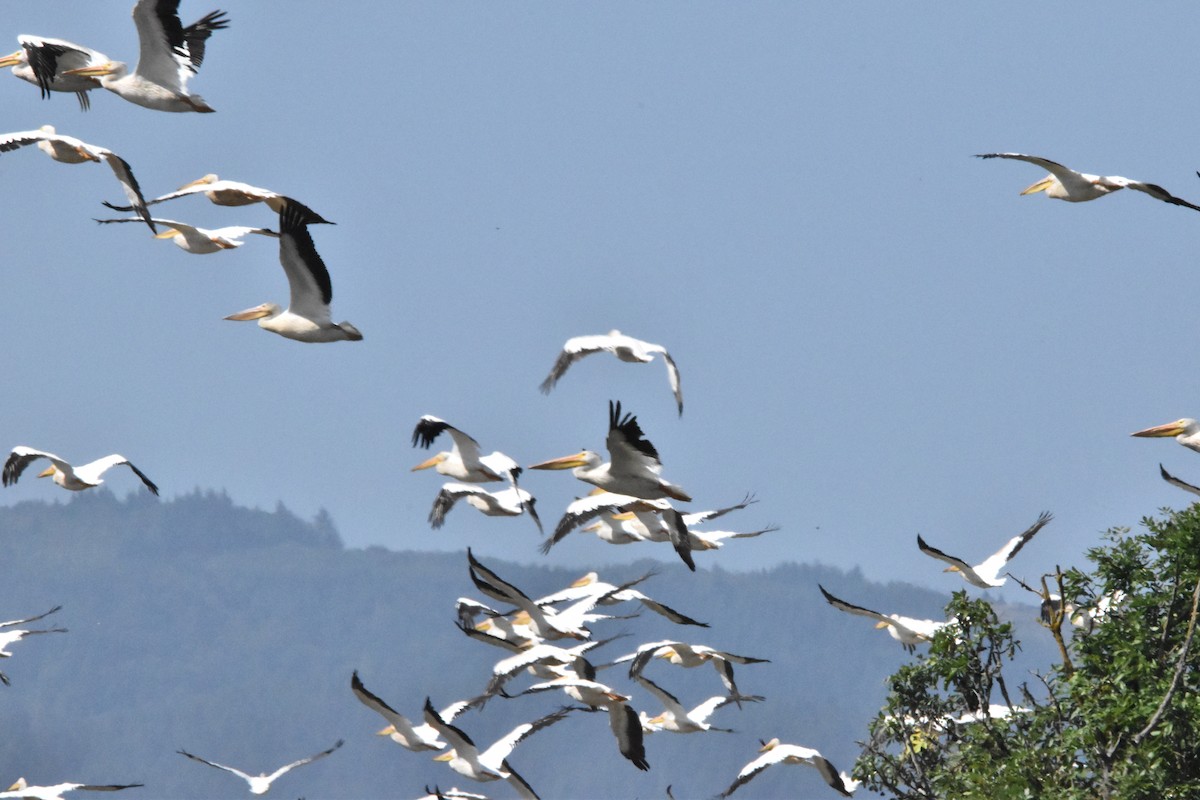 American White Pelican - ML604685491