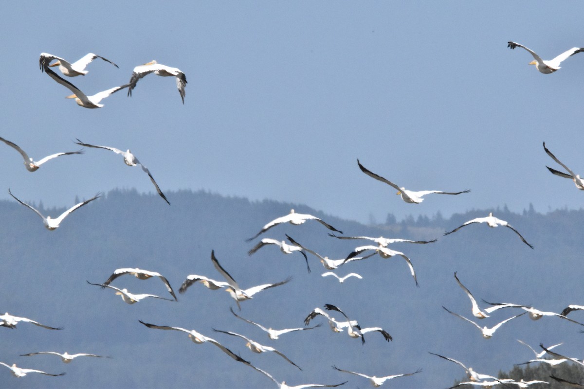 American White Pelican - ML604685531