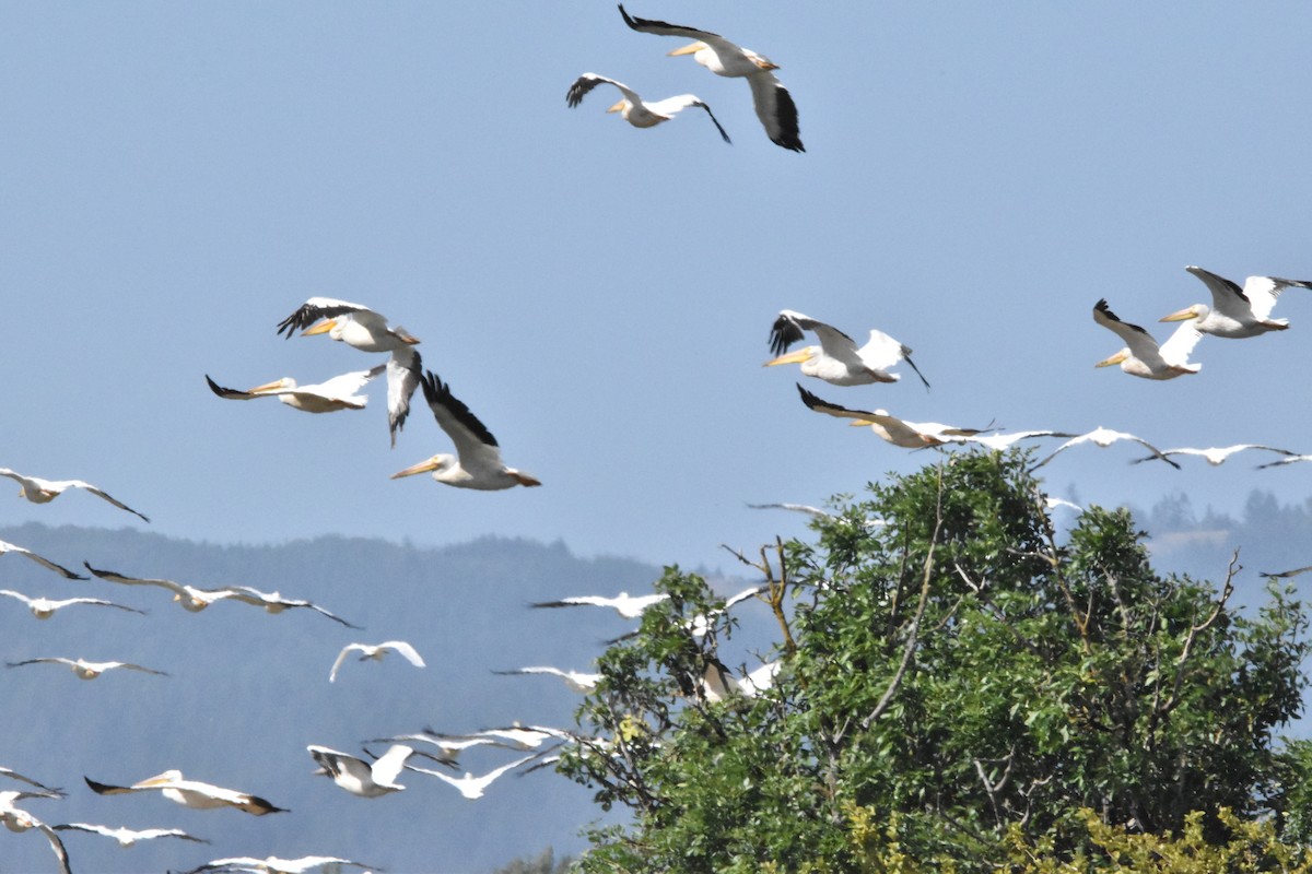 American White Pelican - ML604685631