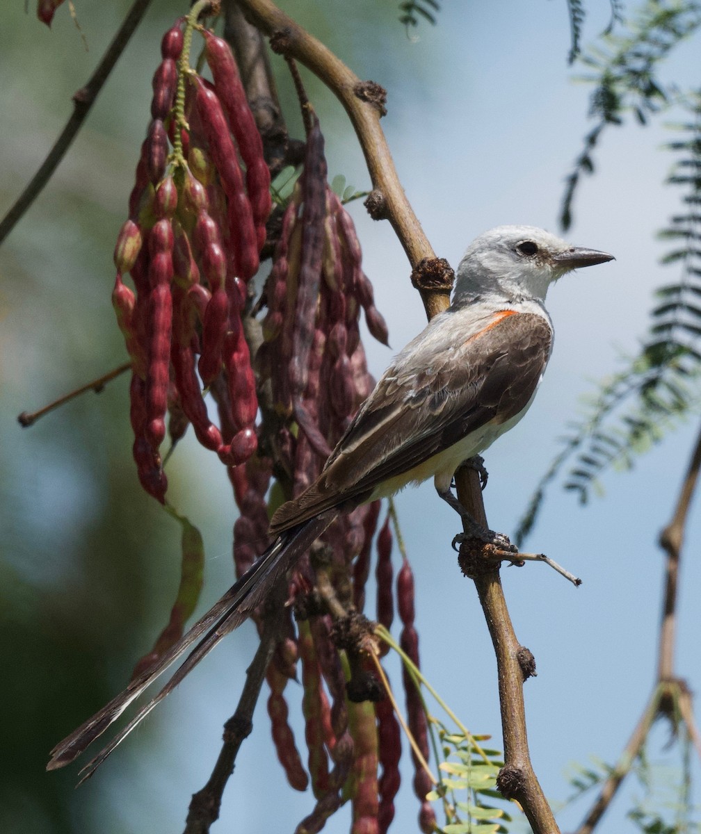 Scissor-tailed Flycatcher - ML604685871