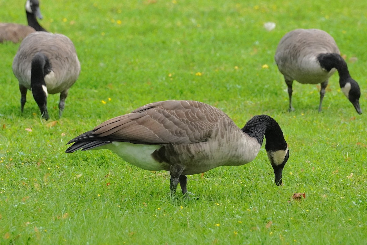 Canada Goose - ML604685981