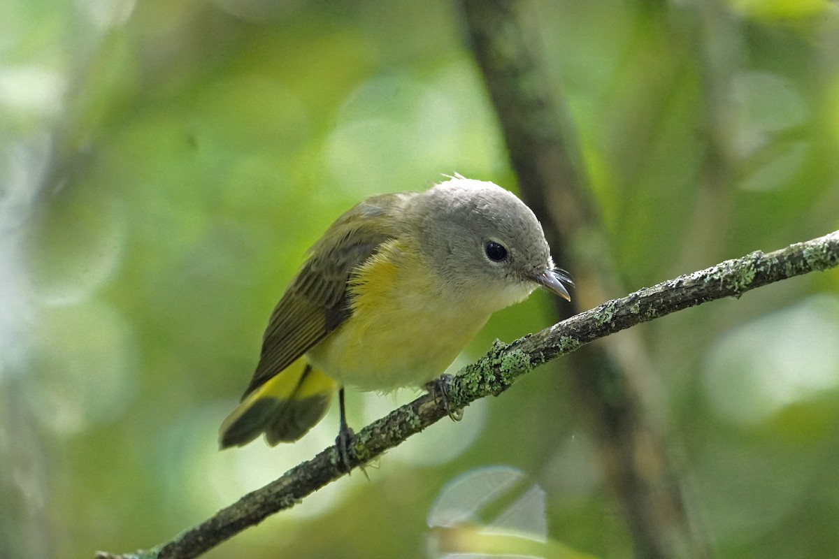 American Redstart - ML604687131