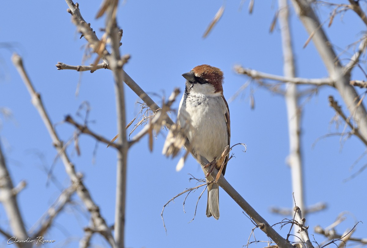 Italian Sparrow - Claudio Rosso