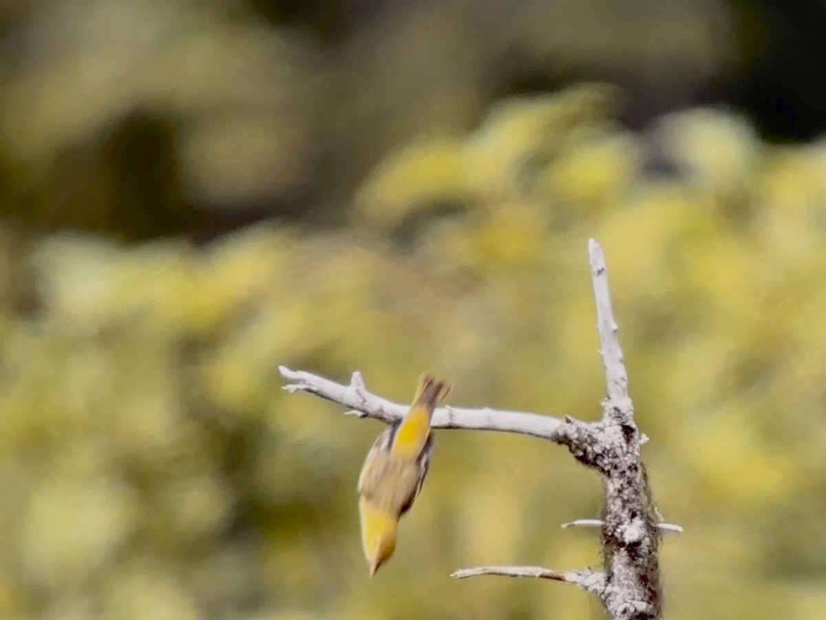 Western Tanager - ML604687981