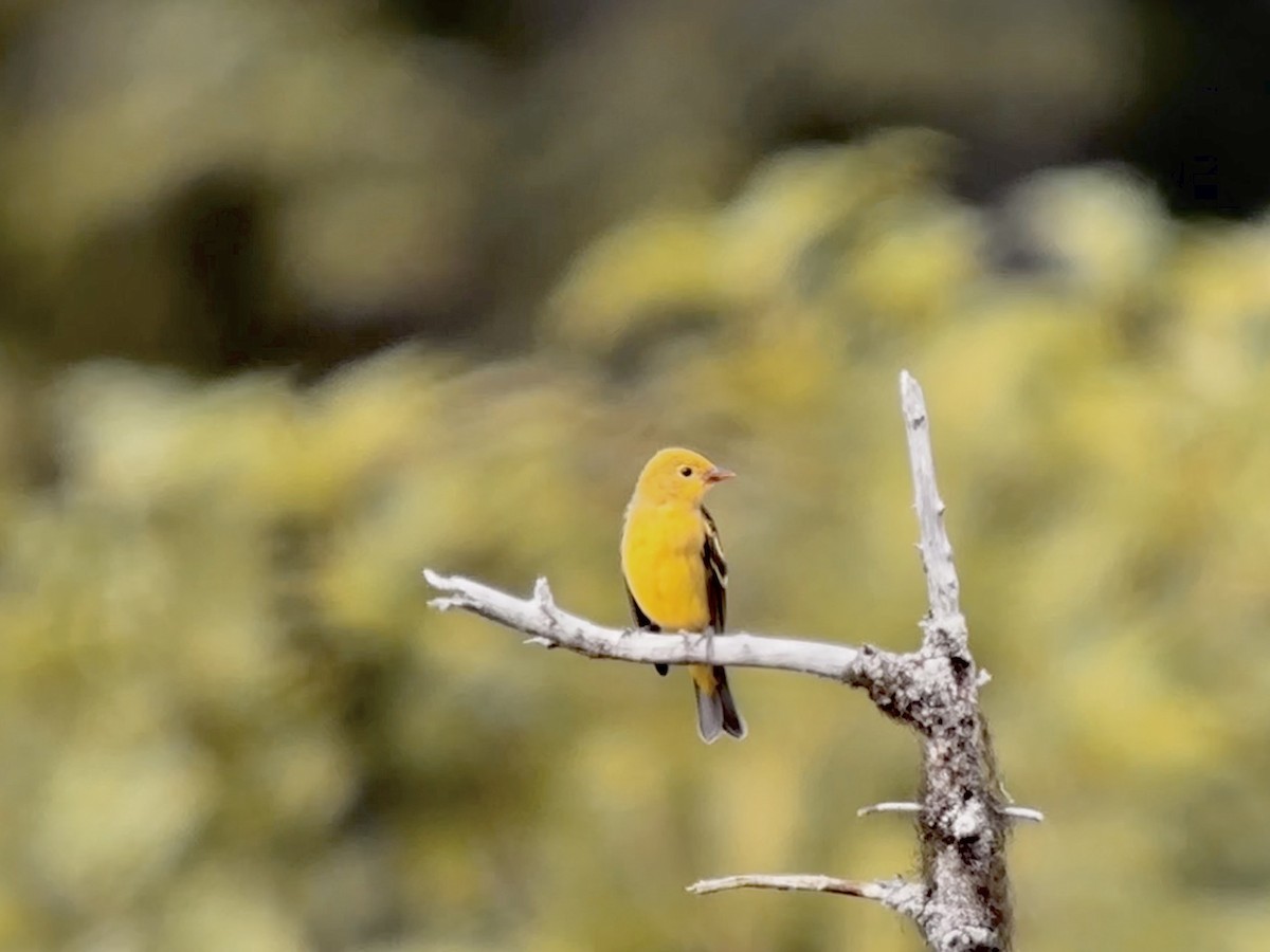 Western Tanager - ML604687991