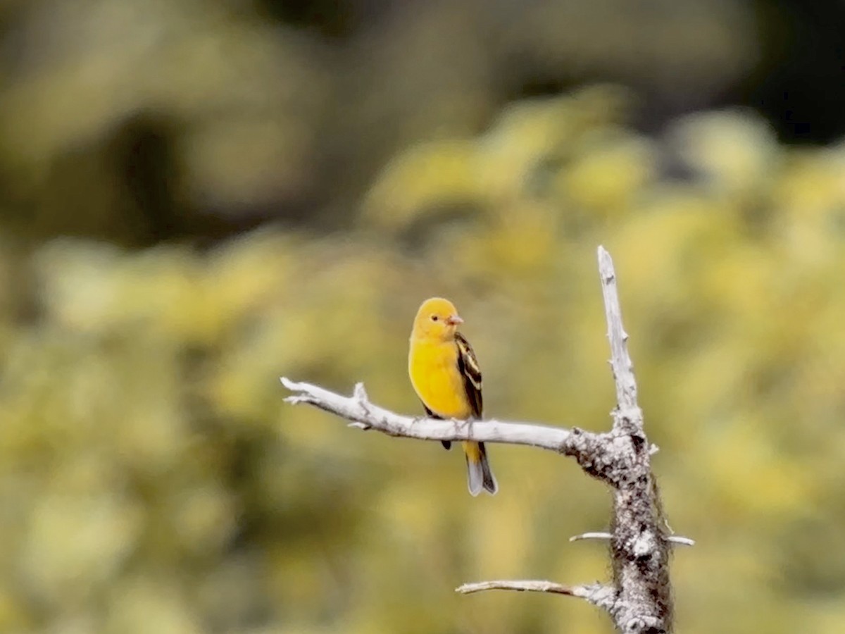 Western Tanager - ML604688001