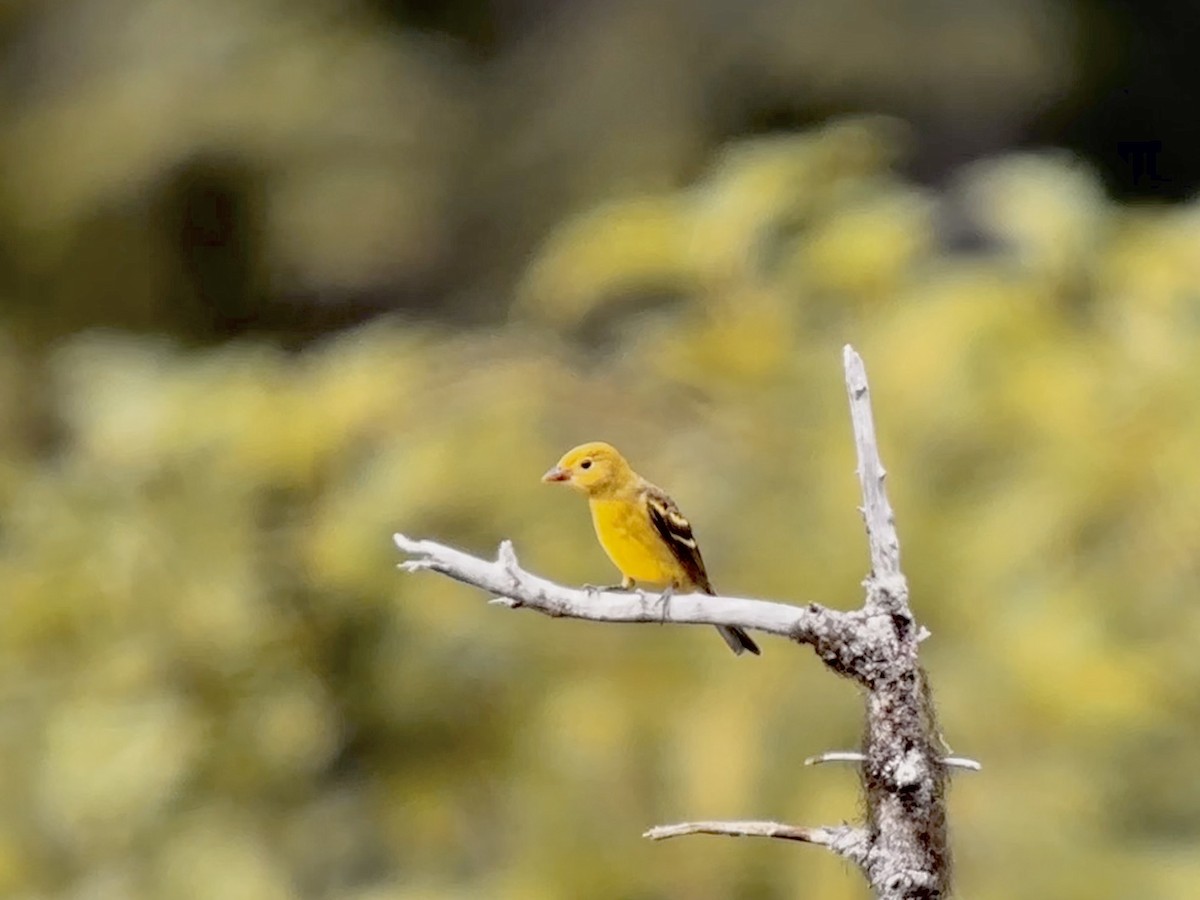 Western Tanager - ML604688021