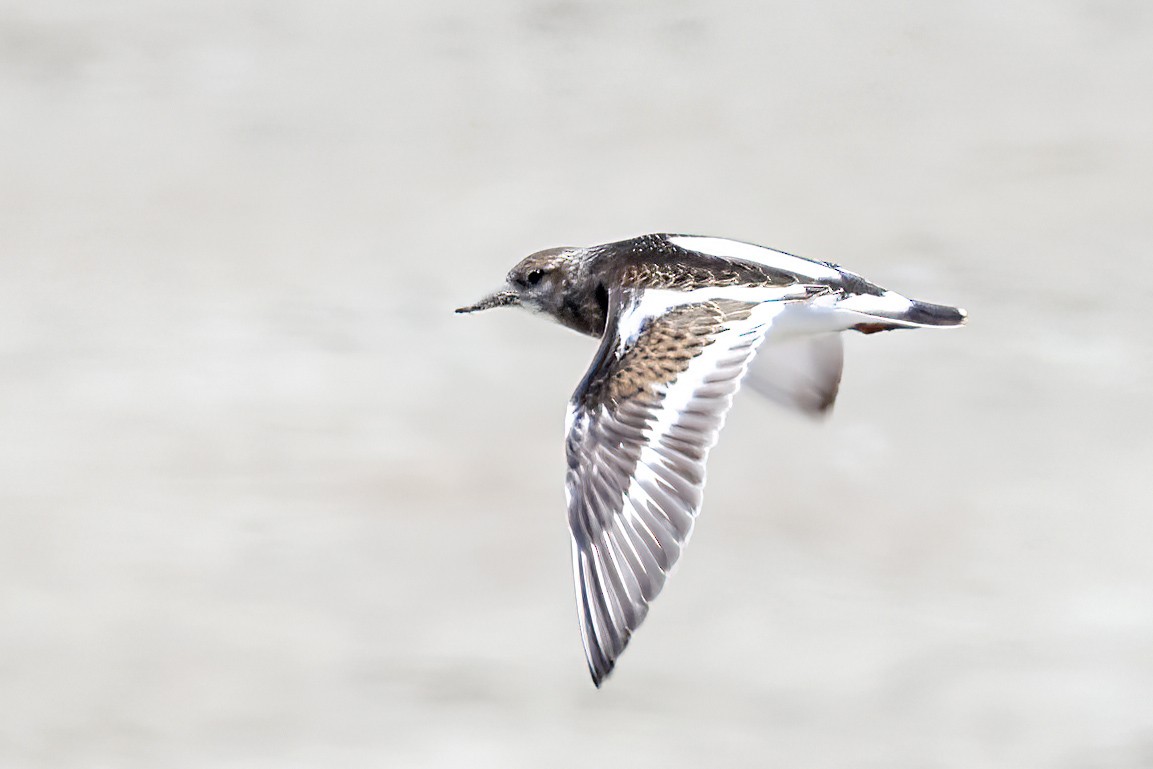 Ruddy Turnstone - Garrett Lau