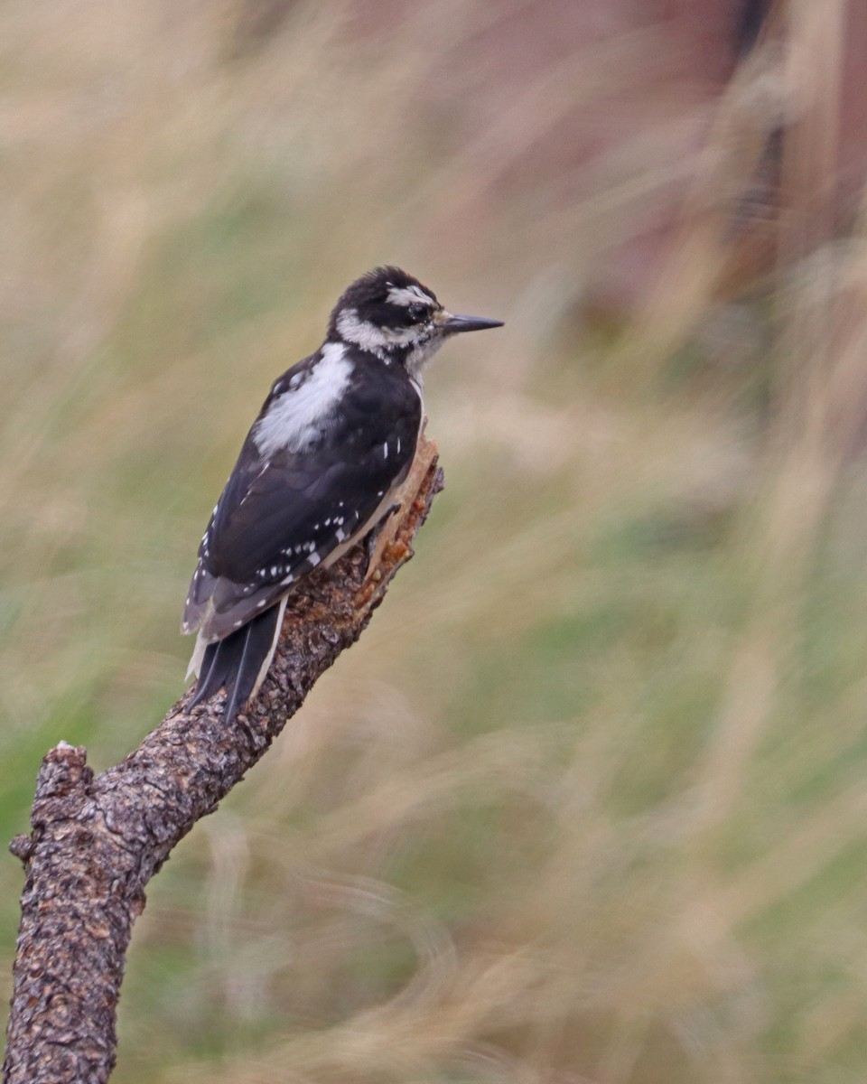 Hairy Woodpecker (Rocky Mts.) - ML604688741