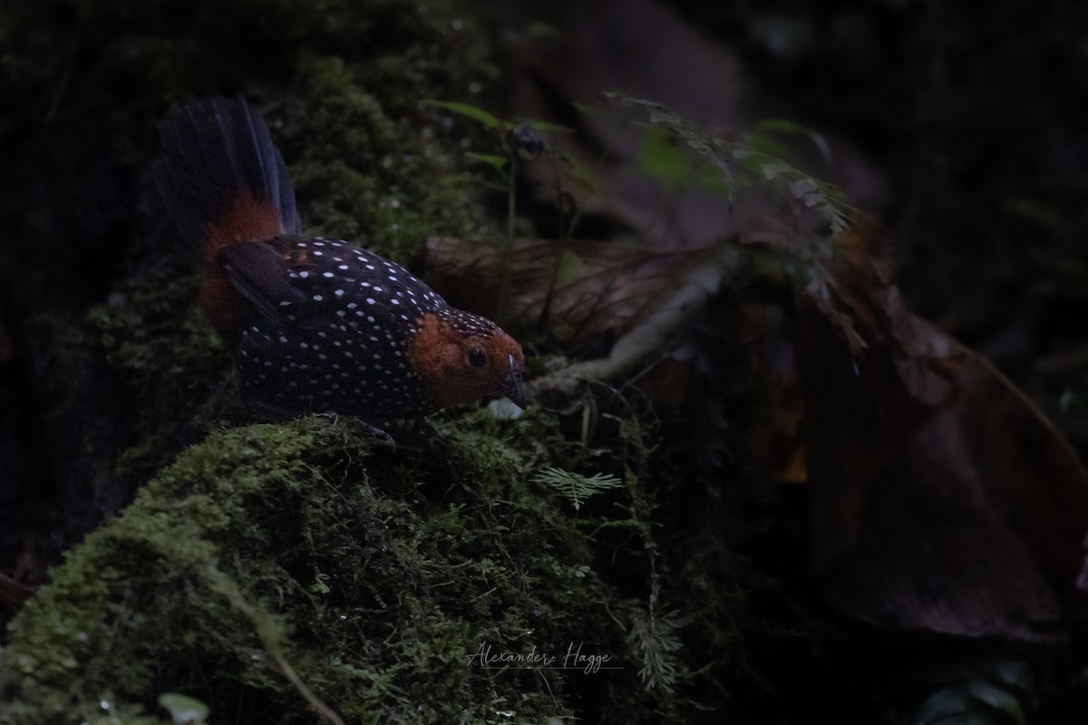 Ocellated Tapaculo - ML604688781
