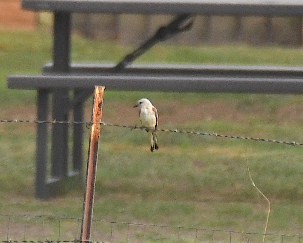 Scissor-tailed Flycatcher - ML604688881