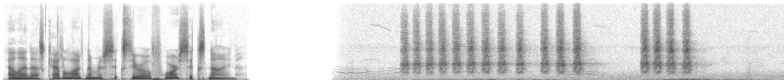 Tibetelster - ML60469