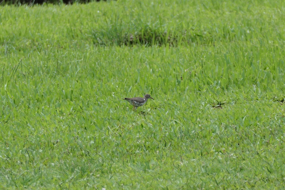 Spotted Sandpiper - ML604690161