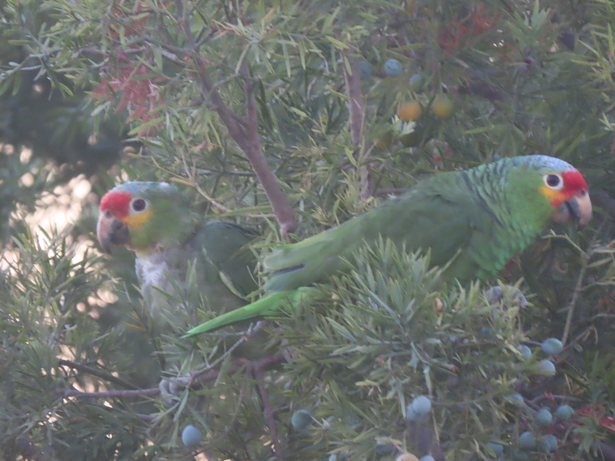 Red-lored Parrot - Edana Salisbury