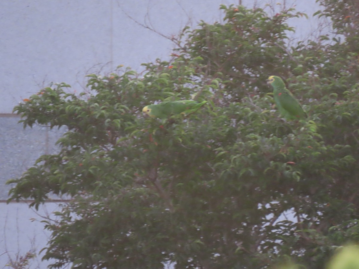 Amazona sp. - Edana Salisbury