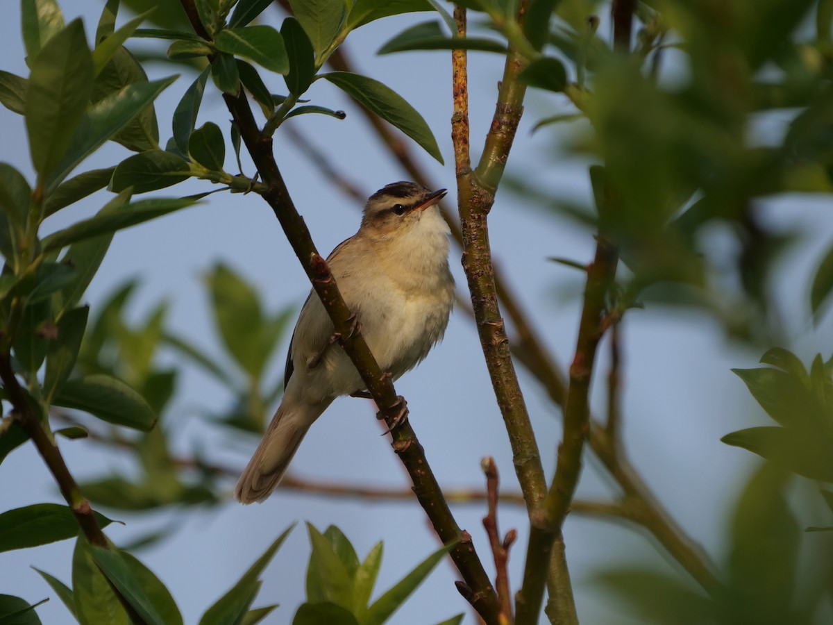 Sedge Warbler - ML604690701