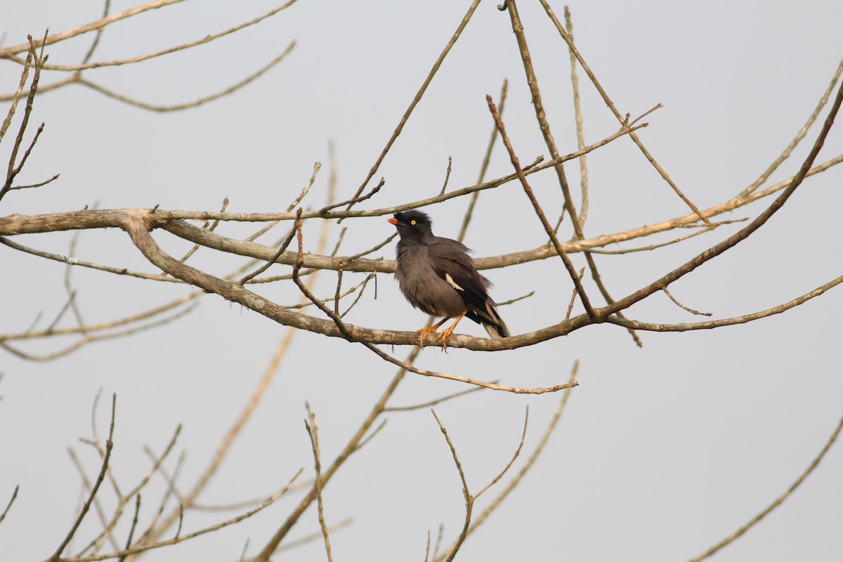 Jungle Myna - ML604691121