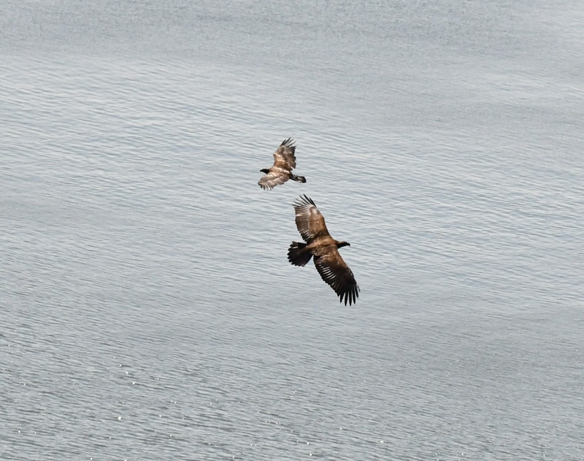 Bald Eagle - ML604691231