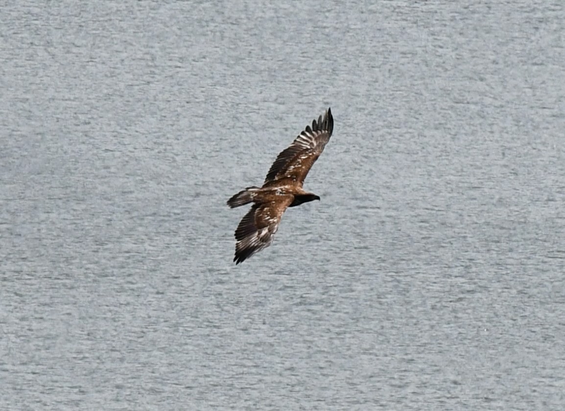 Bald Eagle - ML604691331